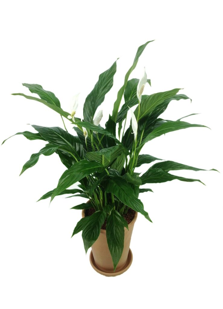 Air-Purifying Indoor Plants