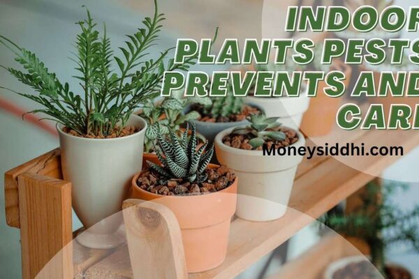 Indoor Plants Pests