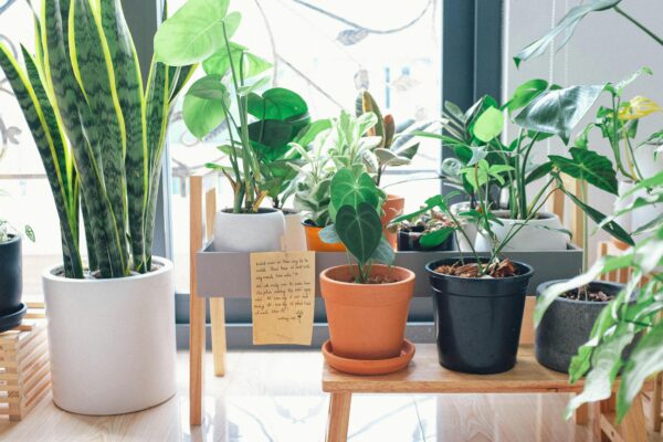 Low Light Indoor Plants