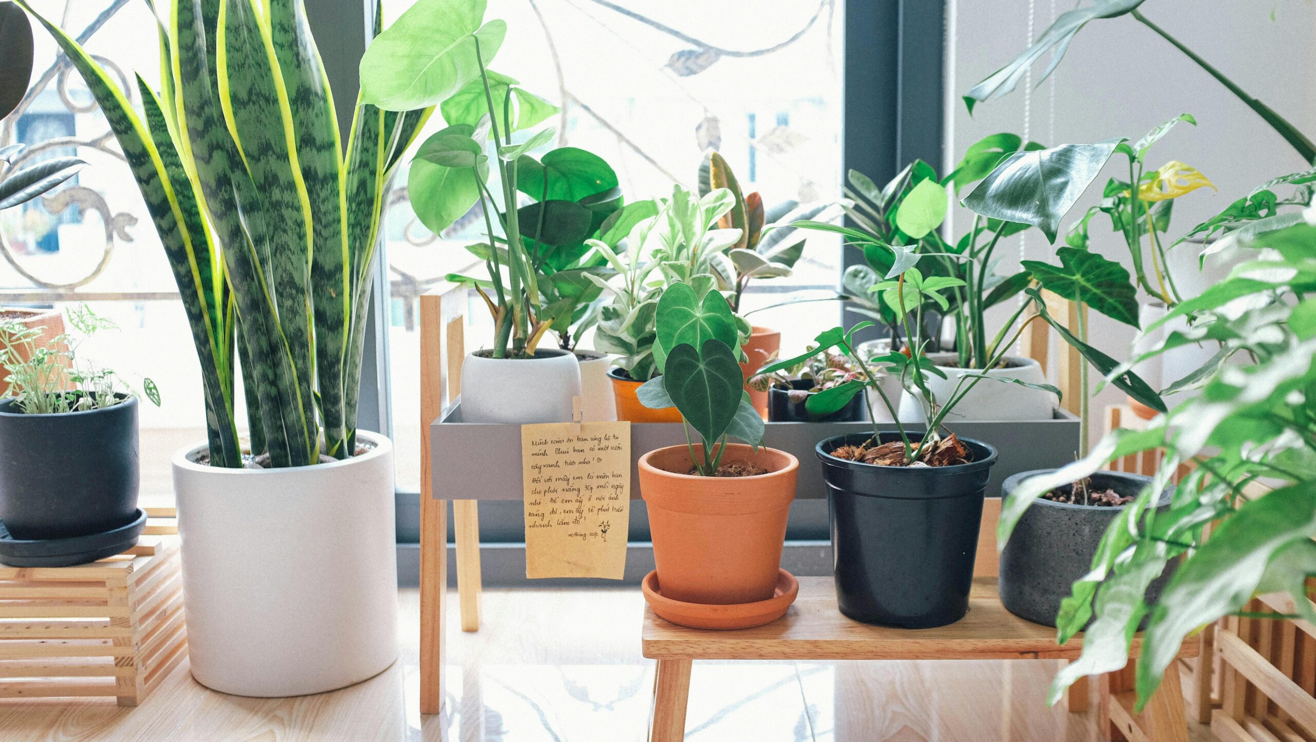 Low Light Indoor Plants