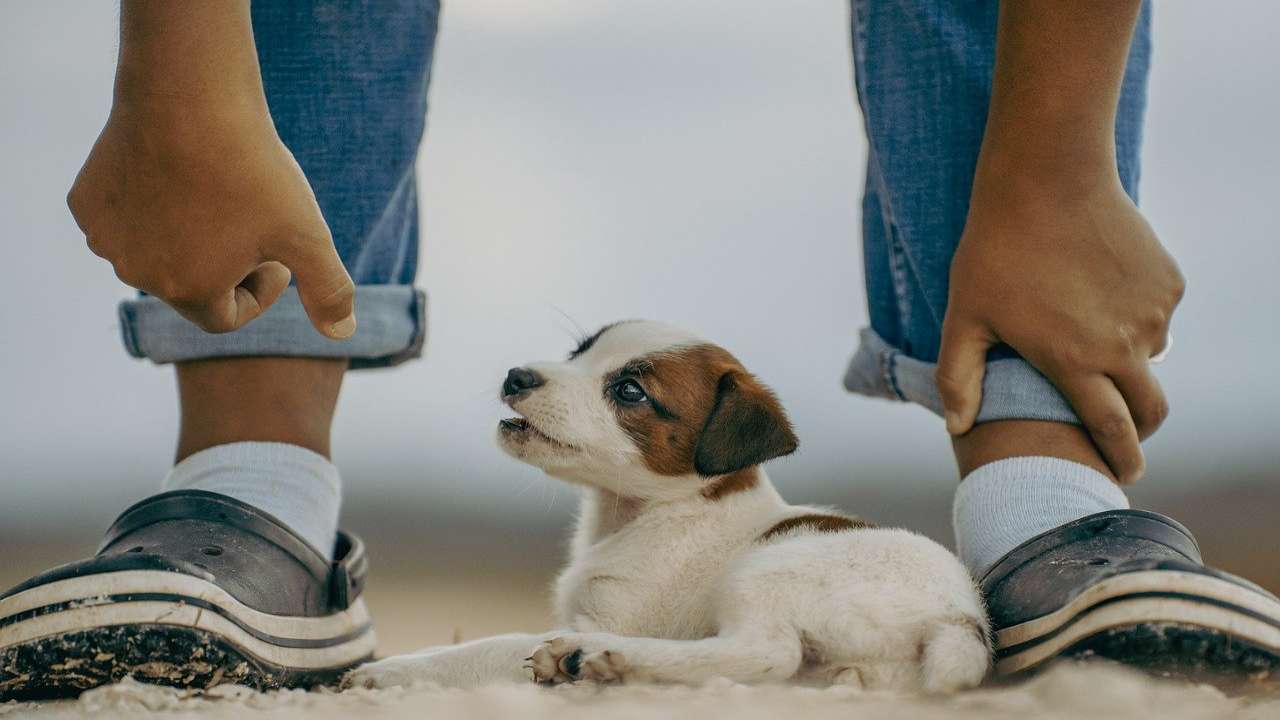 Pet-Friendly Indoor Plants