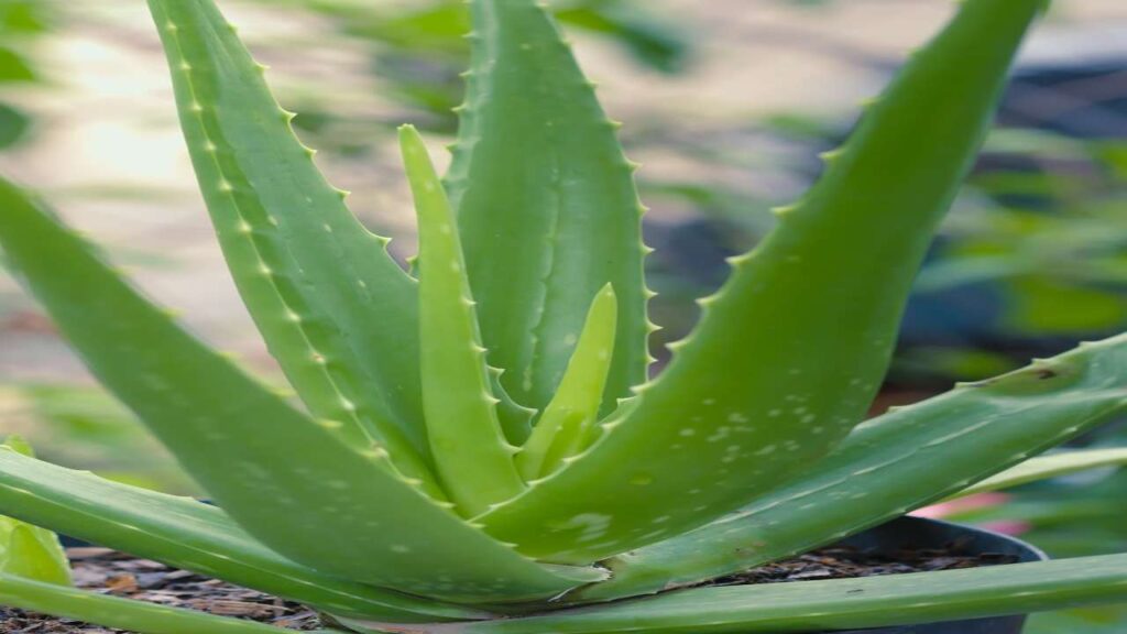 Air-Purifying Indoor Plants