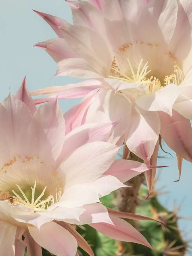 The Christmas Cactus: A Festive Guide How to Care