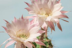 the Christmas cactus