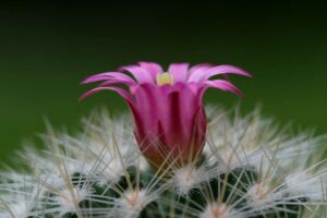 Christmas Cactus