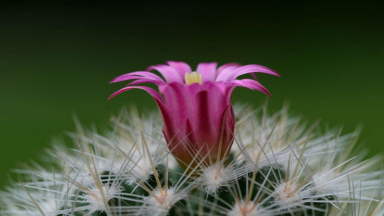 Christmas Cactus